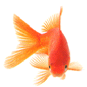 Avatar for goldfish