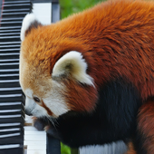 synthbear 的头像
