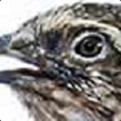 QualityBirb 的头像