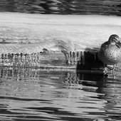 THE duck