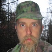 Varg in forest