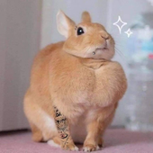 ggukter 的头像