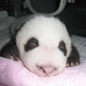 Avatar for hatepanda