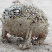 Avatar for AllAmericanFrog