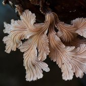 Schizophyllum commune