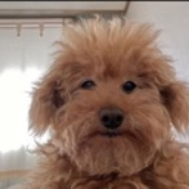 poopyhead12346 的头像