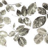 Chloroticism
