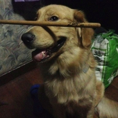 ramsled 的头像