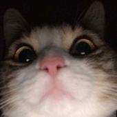 pedrogodois 的头像