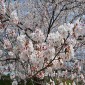 Sakura Till
