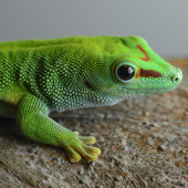 geckolo için avatar