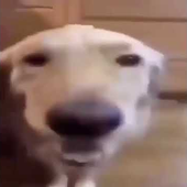 Antyfr 的头像
