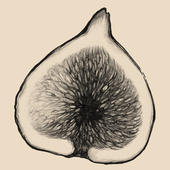 figomaha 的头像