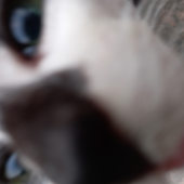Avatar for Pessoinhaaa