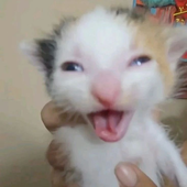 rateatingrat 的头像