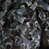 Untitled-1.jpg