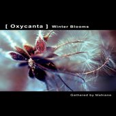 Oxycanta. Winter Blooms