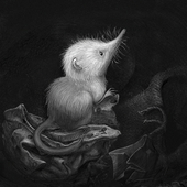 thelittleshrew 的头像