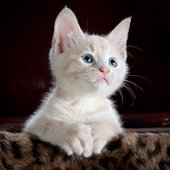 A cat