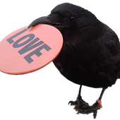 CorvidLover 的头像