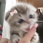 girlie.jpg