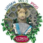 URBAN WILD PIGS