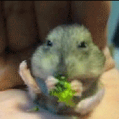 MarshmeIIow 的头像