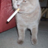 decaxxx 的头像