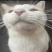 ZoeTheGayest 的头像