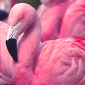 Avatar for Flamingos115