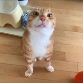 Strikoon 的头像