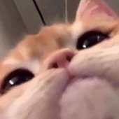 LivelyDoges için avatar