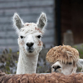 alpacasway 的头像