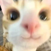 Avatar for inxsfired