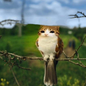 Avatar for catburd
