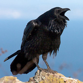 Avatar för Talking_Corvids