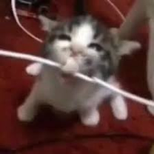 kvtieanne 的头像