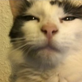 ayababababa 的头像