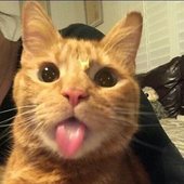 miquews 的头像