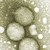 Avatar di Hepatitis_C