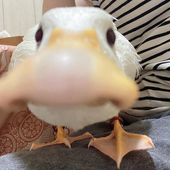Avatar for kachnaduck
