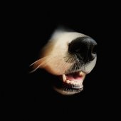 Lost Padres [Explicit]