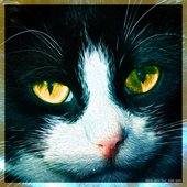 Amber Eyes