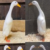 yeongrak - mesomodificate - ducks.jpg