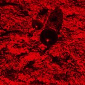 ハーメルンの歌唄い - Single
