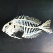 missilefish artwork