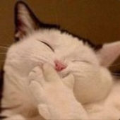 Avatar for Languafe