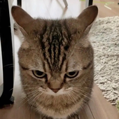 ItsCarolineLol 的头像