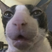 robtelos 的头像