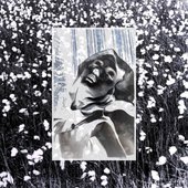 Galtee Virtual Muse